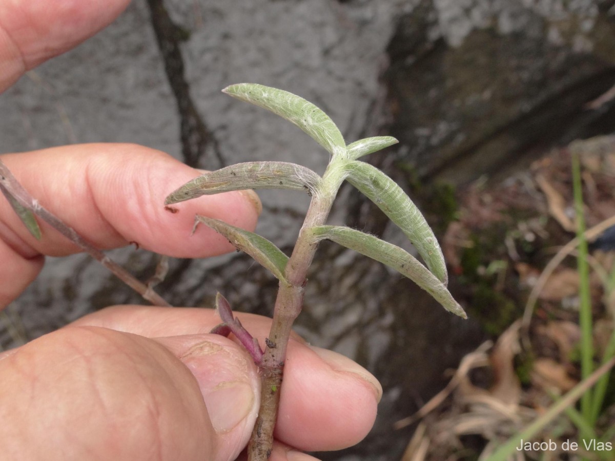 Cyanotis thwaitesii Hassk.